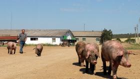В ЛПХ Калининградской области остался один процент свиней